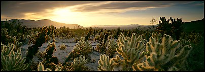 Desert scenery with cholla cacti at sunrise. Joshua Tree  National Park (Panoramic color)