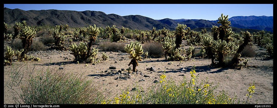 Desert landscape with yellow blooms on bush and cactus. Joshua Tree National Park (color)