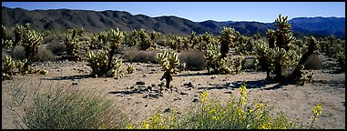 Desert landscape with yellow blooms on bush and cactus. Joshua Tree National Park (Panoramic color)
