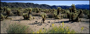 Desert landscape with yellow blooms on bush and cactus. Joshua Tree  National Park (Panoramic color)