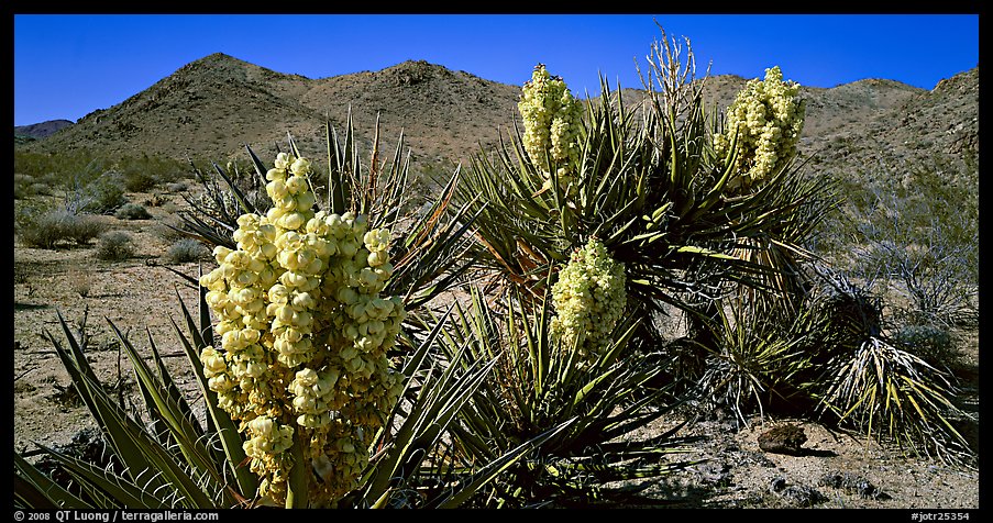 Desert with Yucca in bloom. Joshua Tree  National Park (color)