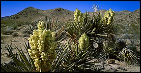 Desert with Yucca in bloom. Joshua Tree  National Park (Panoramic color)