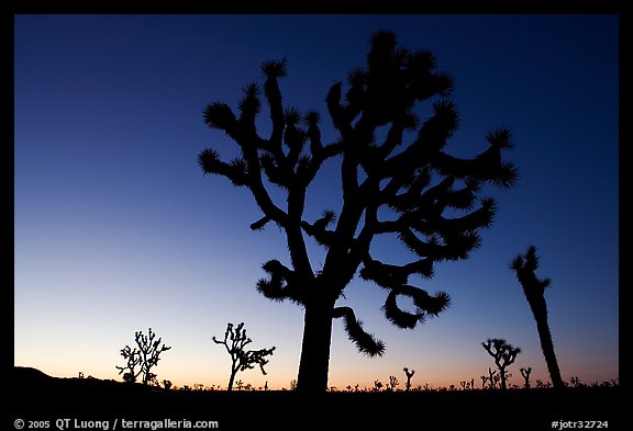 Joshua trees (Yucca brevifolia) at dawn. Joshua Tree National Park (color)