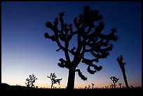 Joshua trees (Yucca brevifolia) at dawn. Joshua Tree National Park, California, USA.