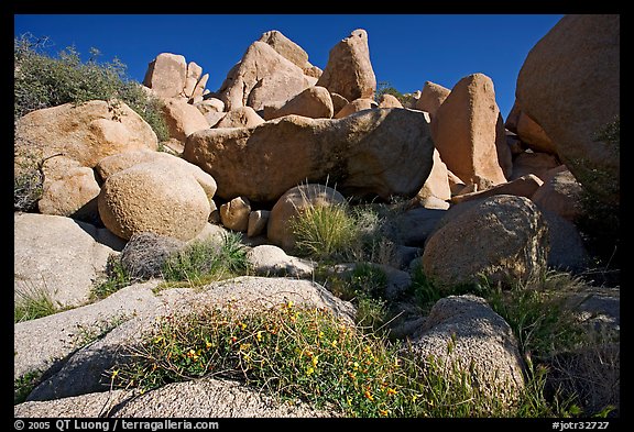 Wildflowers and boulders. Joshua Tree National Park (color)