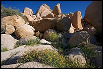 Wildflowers and boulders. Joshua Tree National Park, California, USA.