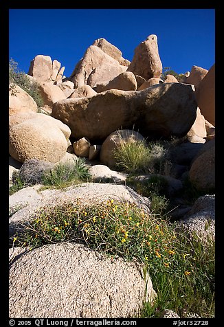 Wildflowers and rockpiles. Joshua Tree National Park, California, USA.