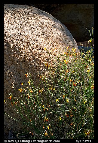 Wildflowers and boulder. Joshua Tree National Park (color)