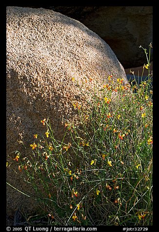 Wildflowers and boulder. Joshua Tree National Park, California, USA.