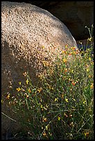 Wildflowers and boulder. Joshua Tree National Park, California, USA. (color)