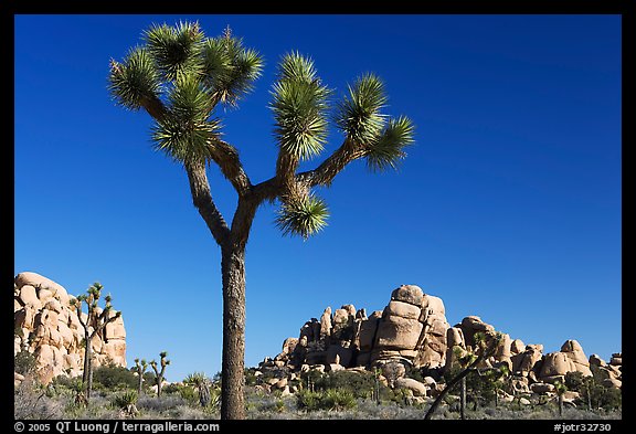 Joshua tree (Yucca brevifolia) and rockpiles. Joshua Tree National Park (color)