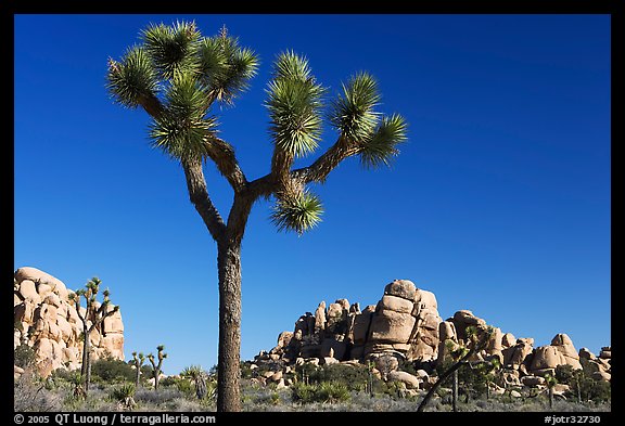 Joshua tree (Yucca brevifolia) and rockpiles. Joshua Tree National Park, California, USA.