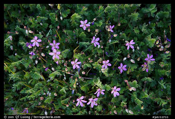 Blue wildflowers. Joshua Tree National Park (color)