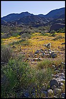 Coreopsis and cactus, and Queen Mountains near the North Entrance, afternoon. Joshua Tree National Park, California, USA.