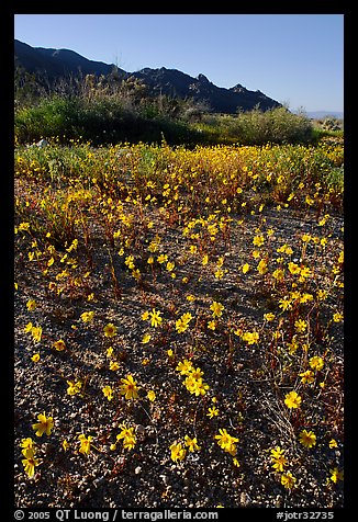 Coreopsis carpet near the North Entrance, afternoon. Joshua Tree National Park, California, USA.