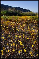 Coreopsis carpet near the North Entrance, afternoon. Joshua Tree National Park, California, USA. (color)