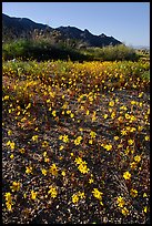 Coreopsis carpet near the North Entrance, afternoon. Joshua Tree National Park, California, USA.