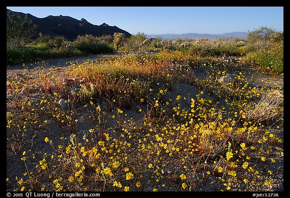 Carpet of yellow coreposis, late afternoon. Joshua Tree National Park, California, USA.