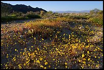 Carpet of yellow coreposis, late afternoon. Joshua Tree National Park, California, USA. (color)
