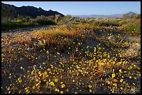 Carpet of yellow coreposis, late afternoon. Joshua Tree National Park, California, USA.