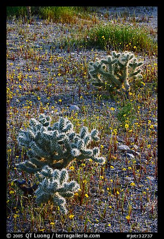 Cactus and Coreposis yellow flowers. Joshua Tree National Park (color)