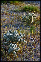 Cactus and Coreposis yellow flowers. Joshua Tree National Park, California, USA.