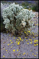 Cactus and Coreposis. Joshua Tree National Park, California, USA. (color)