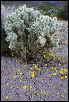 Cactus and Coreposis. Joshua Tree National Park, California, USA.