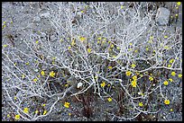 Coreopsis and plant squeleton. Joshua Tree National Park ( color)