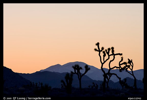 Joshua trees and mountains, sunset. Joshua Tree National Park (color)