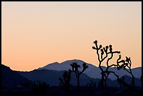Joshua trees and mountains, sunset. Joshua Tree National Park, California, USA. (color)