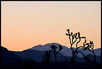 Joshua trees and mountains, sunset. Joshua Tree National Park ( color)