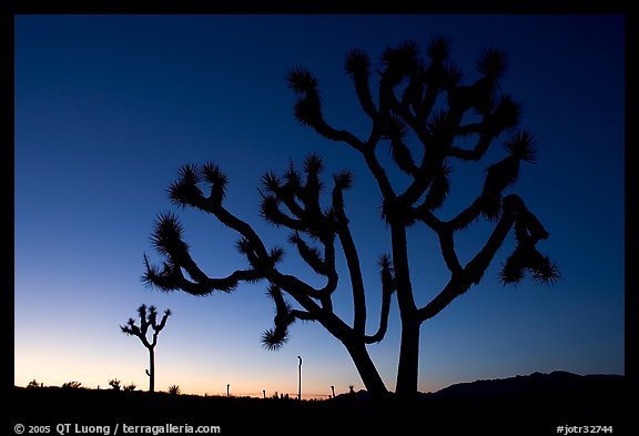 Joshua trees (Yucca brevifolia), sunset. Joshua Tree National Park (color)