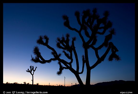 Joshua trees (Yucca brevifolia), sunset. Joshua Tree National Park, California, USA.