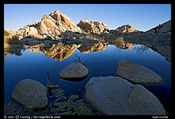 Rockpiles reflected in pond, Barker Dam, sunrise. Joshua Tree National Park (color)