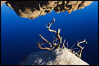 Reflection, rock, and branches. Joshua Tree National Park ( color)