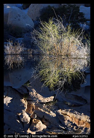 Willows and reflections, Barker Dam, early morning. Joshua Tree National Park (color)