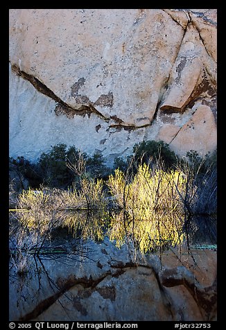 Rock wall, willows, and reflections, Barker Dam, early morning. Joshua Tree National Park, California, USA.