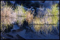 Willows, rocks, and reflections, Barker Dam, early morning. Joshua Tree National Park, California, USA.