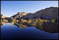 Rocks, willows, and Reflections, Barker Dam, morning. Joshua Tree National Park, California, USA.