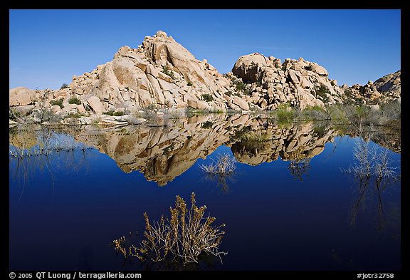 Rock formations reflected in Barker Dam Pond, morning. Joshua Tree National Park (color)