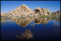 Rock formations reflected in Barker Dam Pond, morning. Joshua Tree National Park, California, USA. (color)