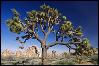 Old Joshua tree (scientific name: Yucca brevifolia). Joshua Tree National Park, California, USA.