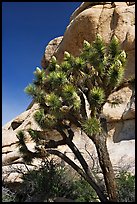 Joshua Tree in bloom and boulders, Hidden Valley Campground. Joshua Tree National Park, California, USA. (color)