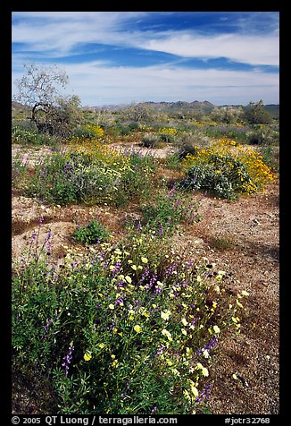 Arizona Lupine, Desert Dandelion, Chia, and Brittlebush, near the Southern Entrance. Joshua Tree National Park (color)