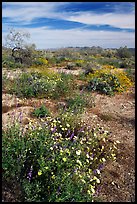 Arizona Lupine, Desert Dandelion, Chia, and Brittlebush, near the Southern Entrance. Joshua Tree National Park, California, USA.