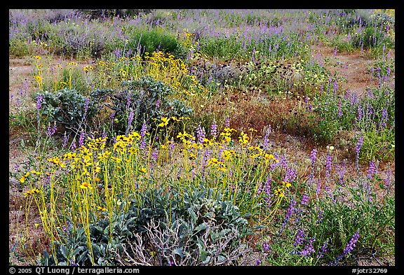 Close-up of flower carpet of Arizona Lupine, Desert Dandelion, Chia, and Brittlebush, near the Southern Entrance. Joshua Tree National Park (color)