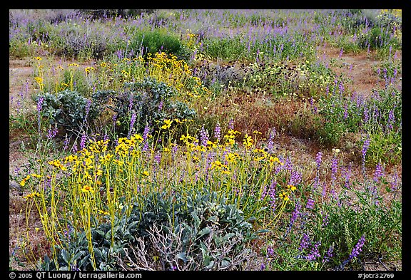 Close-up of flower carpet of Arizona Lupine, Desert Dandelion, Chia, and Brittlebush, near the Southern Entrance. Joshua Tree National Park, California, USA.