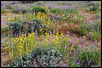 Close-up of flower carpet of Arizona Lupine, Desert Dandelion, Chia, and Brittlebush, near the Southern Entrance. Joshua Tree National Park, California, USA. (color)