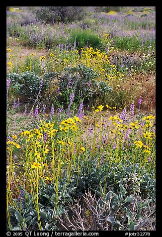 Close-up of wildflower carpet of Arizona Lupine, Desert Dandelion, Chia, and Brittlebush, near the Southern Entrance. Joshua Tree National Park (color)